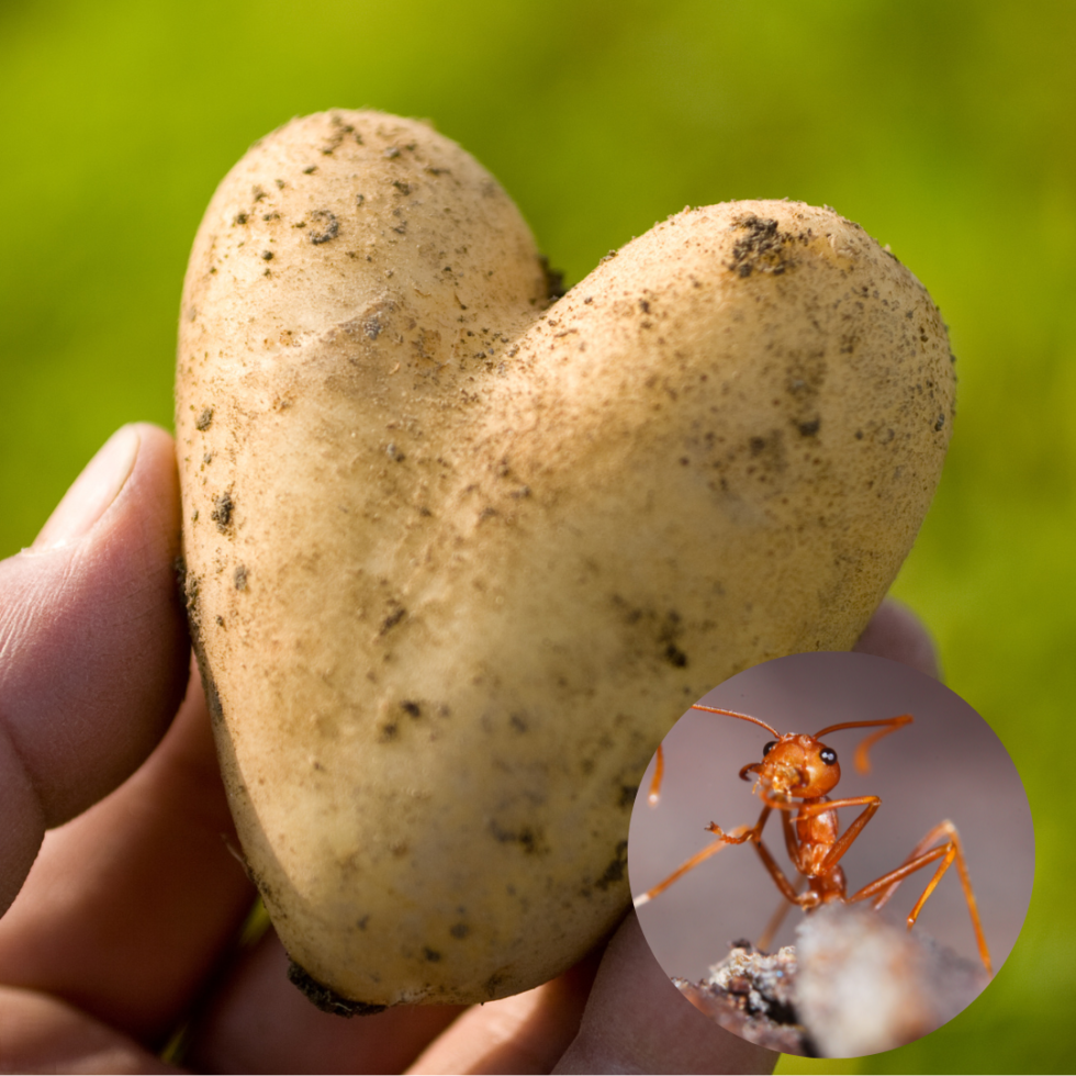 The Potato’s Unexpected Superpower