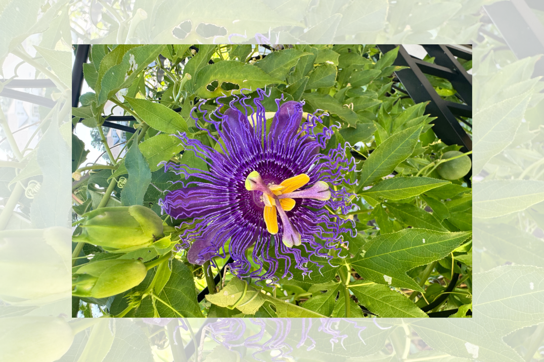 passion flower