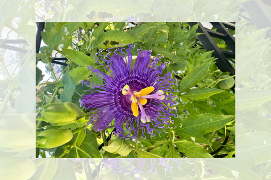 passion flower