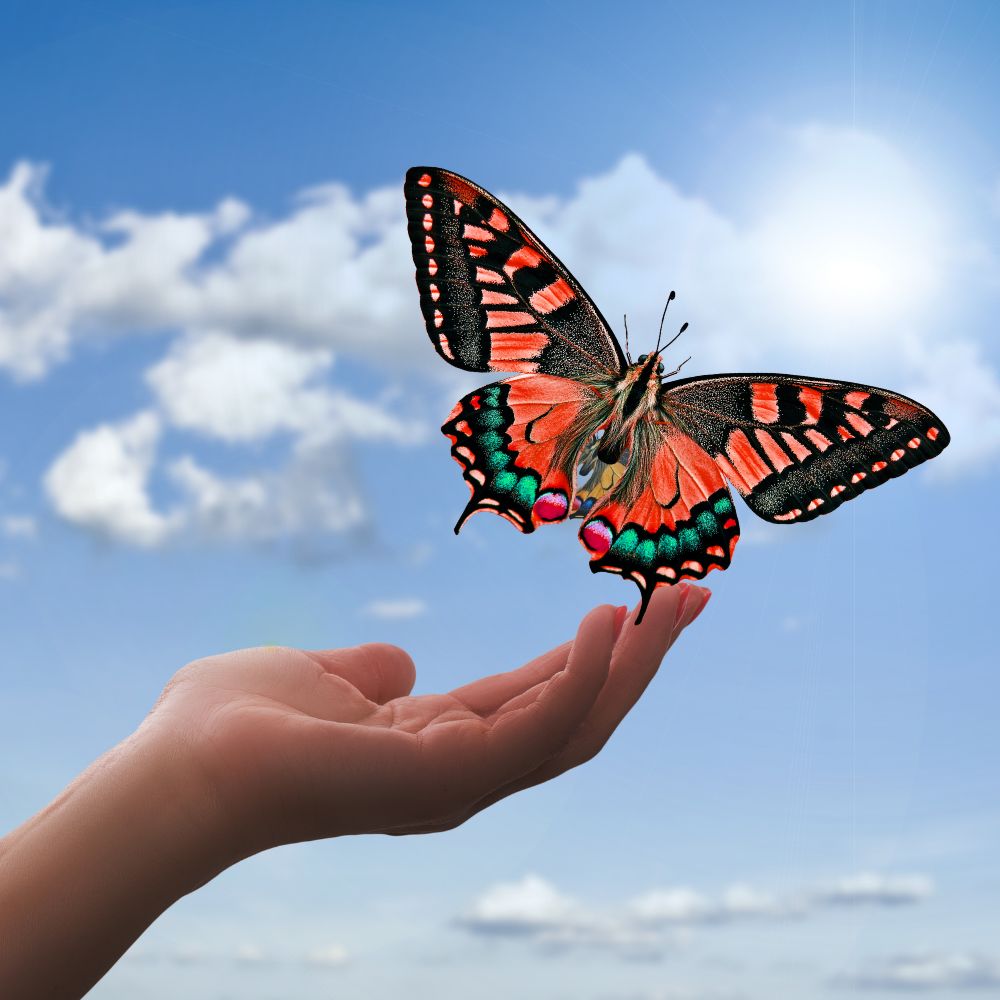 hand releasing butterfly into sky